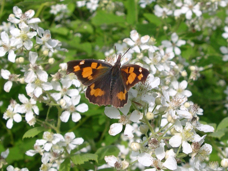 Libythea celtis